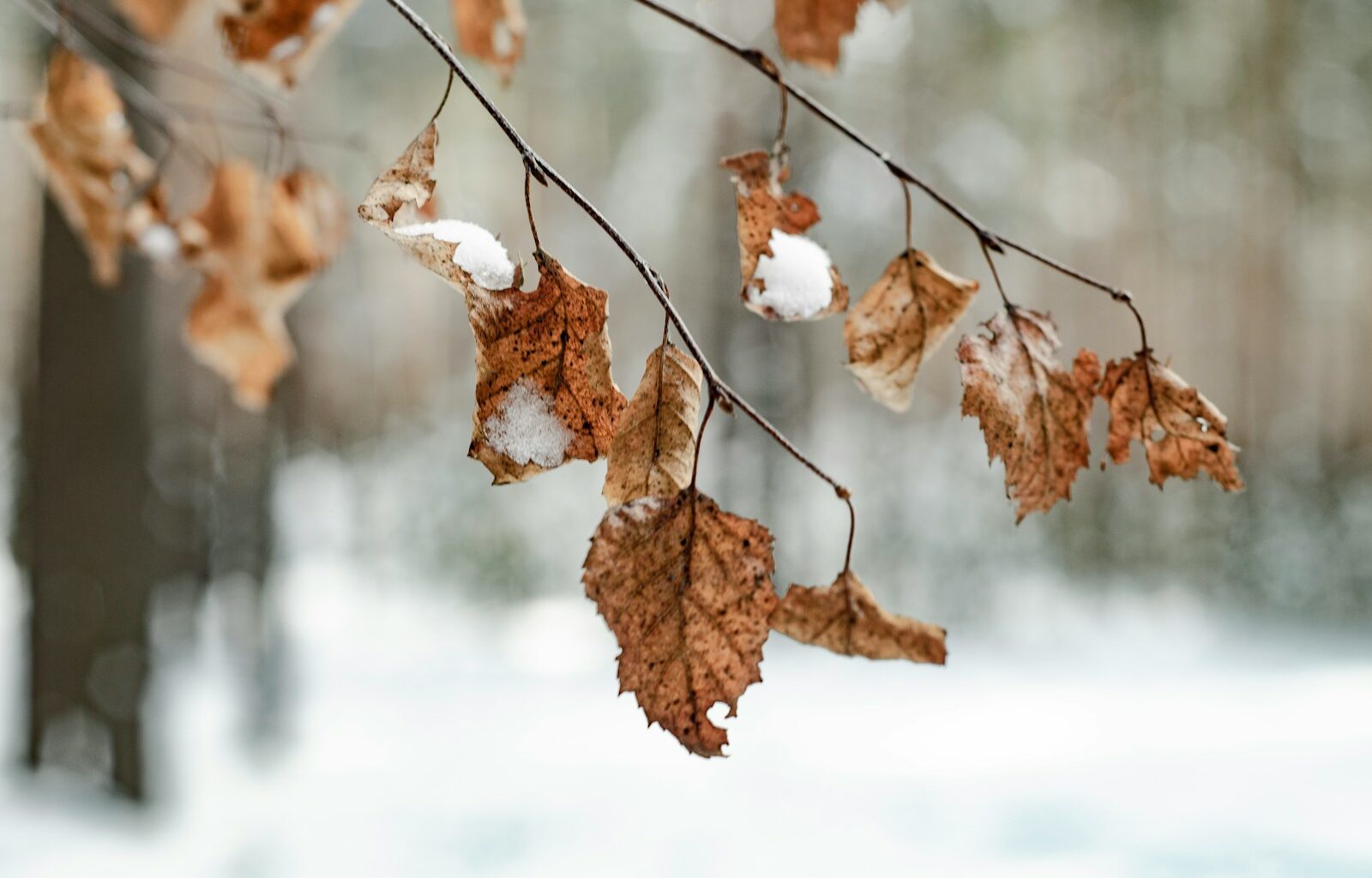 brown dried leaf on tree branch