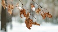 brown dried leaf on tree branch