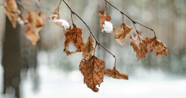 brown dried leaf on tree branch